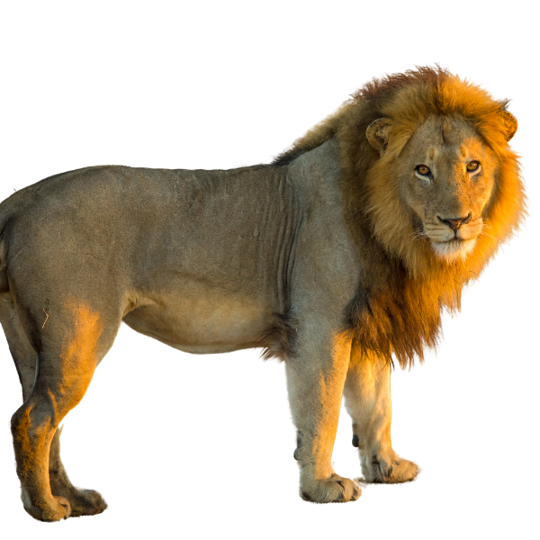The big five
