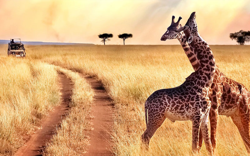 Safari en PN Tarangire