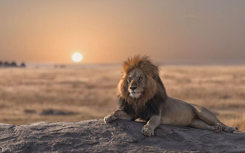 La Gran Migración en el Serengeti