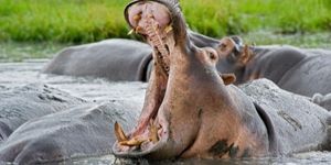 grandes animales en PN de Katavi