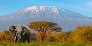Kilimanjaro