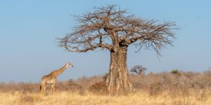 baobabs en PN de Ruaha