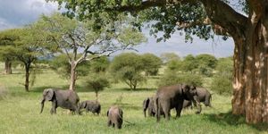 Reserva de caza Selous