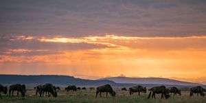 pn serengeti
