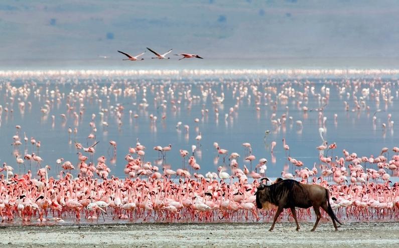 vida salvaje en ac nogorngoro