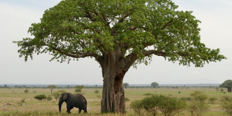 parque nacional tarangire