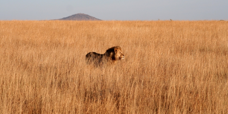 parque nacional serengeti