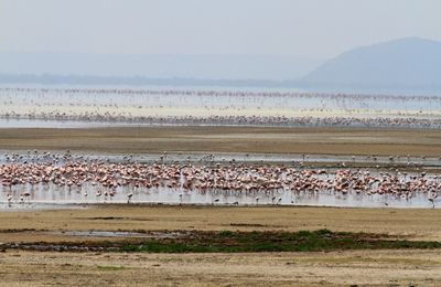 Safari por parques y lagos del norte con Zanzíbar