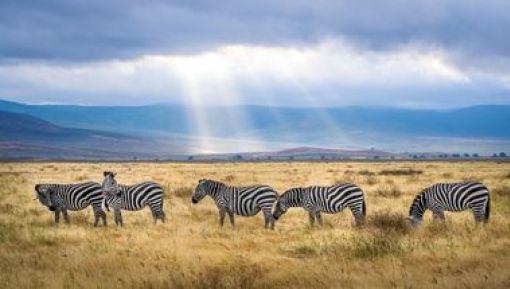 ¿Cuándo es mejor viajar a Tanzania?