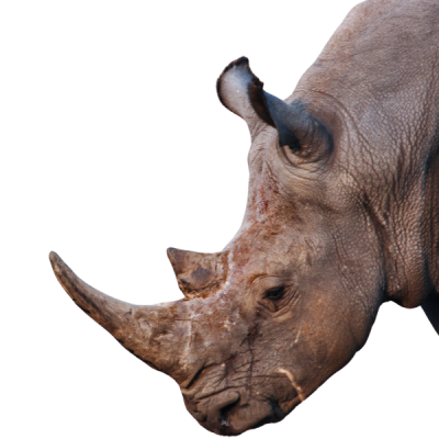 fauna salvaje tanzania