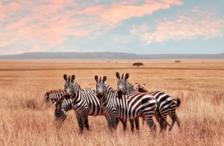 La esencia de Tanzania: Safaris y Zanzíbar 5*