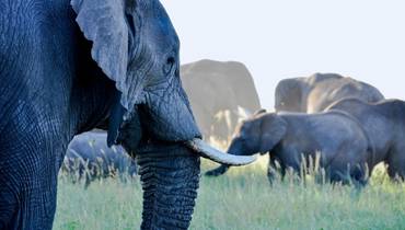 elefantes en Lobo noroeste del serengeti