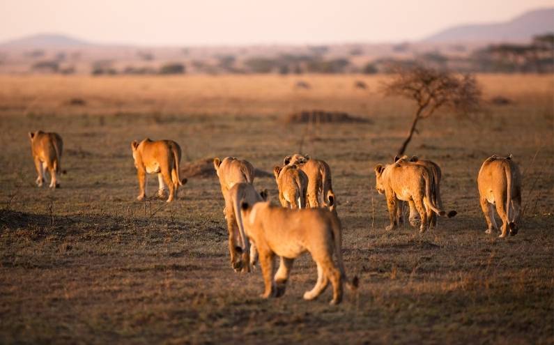 ver Leones en Serengeti