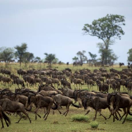 Safari por Tanzania