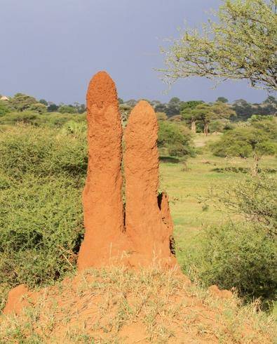 Termiteros