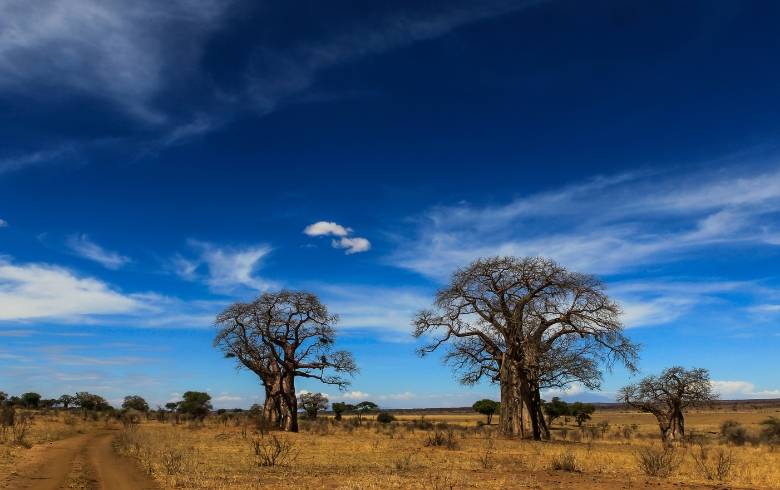 Baobabs en la zona de Tarangire