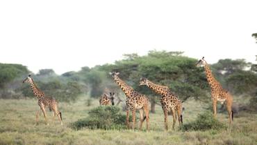 girafas en Moru noroeste de Ndutu