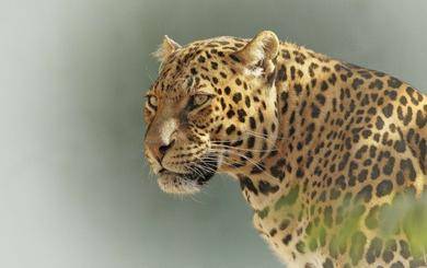 Leopardo en serengeti